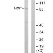 Western blot analysis of extracts from HepG2 cells, using ARNT antibody.