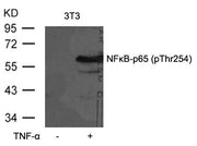 Western blot analysis of extracts from 3T3 cells untreated or treated with TNF-a using NFkB-p65(Phospho-Thr254) Antibody.