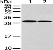 Gel: 12%SDS-PAGE, Lysate: 40 ug, Lane 1-2: K562 and 293T cell, Primary antibody: CSB-PA175991(HNRNPC Antibody) at dilution 1/200 dilution, Secondary antibody: Goat anti rabbit IgG at 1/8000 dilution, Exposure time: 3 minutes