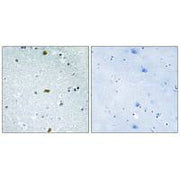 Immunohistochemistry analysis of paraffin-embedded human brain tissue, using ZFHX3 antibody.