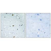Immunohistochemistry analysis of paraffin-embedded human brain tissue, using ZFHX3 antibody.