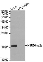 Western blot analysis of extracts of HeLa cell line and H3 protein expressed in E.coli., using H3R26me2s antibody.