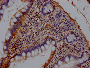 IHC image of CSB-PA17772A0Rb diluted at 1:140 and staining in paraffin-embedded human small intestine tissue performed on a Leica BondTM system. After dewaxing and hydration, antigen retrieval was mediated by high pressure in a citrate buffer (pH...
