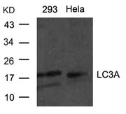 Western blot analysis of extracts from Hela and 293 cells using LC3A antibody.