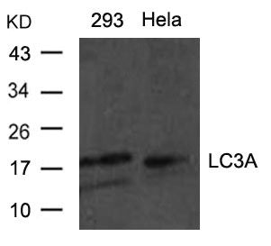 Western blot analysis of extracts from Hela and 293 cells using LC3A antibody.
