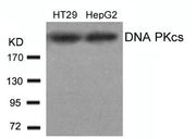 Western blot analysis of extracts from HT29 and HepG2 cells using DNA PKcs(Ab-2609) antibody.
