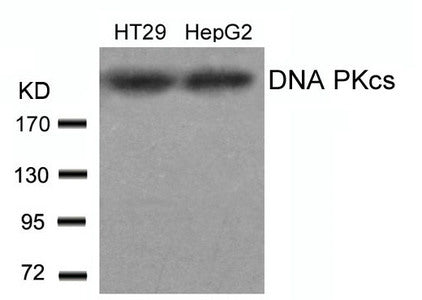 Western blot analysis of extracts from HT29 and HepG2 cells using DNA PKcs(Ab-2609) antibody.