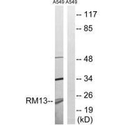 Western blot analysis of extracts from A549 cells, using MRPL13 antibody.