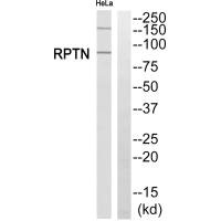 Western blot analysis of extracts from HeLa cells, using RPTN antibody.