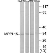 Western blot analysis of extracts from HUVEC cells, HeLa cells and MCF-7cells, using MRPL15 antibody.