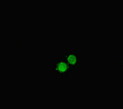 Immunofluorescent analysis of HepG2 cells using CSB-PA17907A0Rb at dilution of 1:100 and Alexa Fluor 488-congugated AffiniPure Goat Anti-Rabbit IgG(H+L)