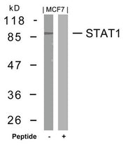 Western blot analysis of extracts from MCF7 cells using STAT1(Ab-727) Antibody and the same antibody preincubated with blocking peptide.