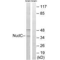 Western blot analysis of extracts from rat brain cells, using NudC (Ab-326) antibody.