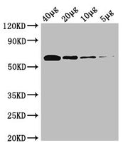 Western Blot Positive WB detected in: Rosseta bacteria lysate at 40µg, 20µg, 10µg, 5µg All lanes: poxB antibody at 0.25µg/ml Secondary Goat polyclonal to rabbit IgG at 1/50000 dilution Predicted band size: 63 kDa Observed band size: 63 kDa