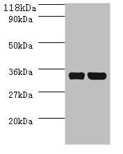 Western blot All lanes: dcyD antibody at 2ug/ml + DH5a whole cell lysate Secondary Goat polyclonal to rabbit IgG at 1/10000 dilution Predicted band size: 35 kDa Observed band size: 35 kDa