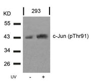 Western blot analysis of extracts from 293 cells untreated or treated with UV using c-Jun(Phospho-Thr91) Antibody.