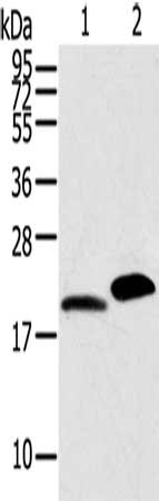 Gel: 12%SDS-PAGE, Lysate: 40 ug, Lane 1-2: Mouse skin tissue, Mouse heart tissue, Primary antibody: CSB-PA181376(MYL2 Antibody) at dilution 1/800, Secondary antibody: Goat anti rabbit IgG at 1/8000 dilution, Exposure time: 30 seconds