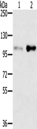 Gel: 6%SDS-PAGE, Lysate: 40 ug, Lane 1-2: HT29 cells, 293T cells, Primary antibody: CSB-PA181671(SLTM Antibody) at dilution 1/400, Secondary antibody: Goat anti rabbit IgG at 1/8000 dilution, Exposure time: 2 minutes
