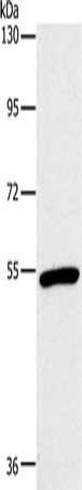 Gel: 8%SDS-PAGE, Lysate: 40 ug, Lane: Mouse heart tissue, Primary antibody: CSB-PA182092(OXTR Antibody) at dilution 1/866, Secondary antibody: Goat anti rabbit IgG at 1/8000 dilution, Exposure time: 1 minute