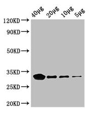 Western Blot Positive WB detected in: Rosseta bacteria lysate at 40µg, 20µg, 10µg, 5µg All lanes: eutC antibody; HRP conjugated at 0.42µg/ml Predicted band size: 32 kDa Observed band size: 32 kDa