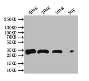 Western Blot Positive WB detected in Recombinant Mycobacterium tuberculosis Antigen 85-A protein All lanes: Antigen 85-A antibody at 1:1000 Secondary Goat polyclonal to rabbit IgG at 1/50000 dilution Predicted band size: 34 kDa Observed band size:...