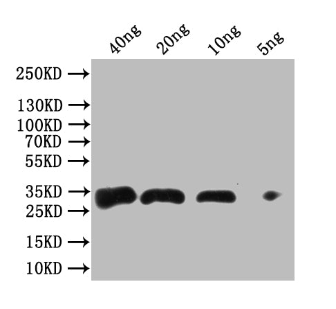 Western Blot Positive WB detected in Recombinant Mycobacterium tuberculosis Antigen 85-A protein All lanes: Antigen 85-A antibody at 1:1000 Secondary Goat polyclonal to rabbit IgG at 1/50000 dilution Predicted band size: 34 kDa Observed band size:...