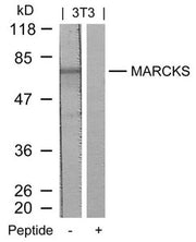 Western blot analysis of extracts from 3T3 cells using MARCKS(Ab-158) Antibody and the same antibody preincubated with blocking peptide.