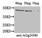 Western Blot Positive WB detected in: Arabidopsis thaliana (40µg, 20µg, 10µg) All lanes: At2g24580 antibody at 4µg/ml Secondary Goat polyclonal to rabbit IgG at 1/50000 dilution Predicted band size: 46 kDa Observed band size: 46 kDa