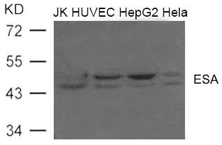 Western blot analysis of extract from JK, HUVEC, HepG2 and Hela cells using ESA(FLOT2) Antibody