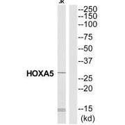 Western blot analysis of extracts from Jurkat cells, using HXA5 antibody.