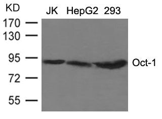 Western blot analysis of extracts from JK, HepG2 and 293 cells using Oct-1 Antibody.