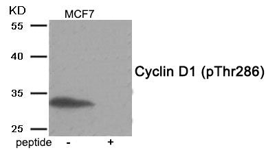 Western blot analysis of extracts from MCF7 tissue using Cyclin D1 (Phospho-Thr286) antibody.The lane on the right is treated with the antigen-specific peptide.