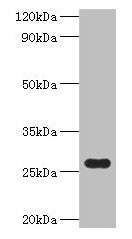 Western blot All lanes: fre antibody at 2µg/ml + DH5a whole cell lysate Secondary Goat polyclonal to rabbit IgG at 1/10000 dilution Predicted band size: 27 kDa Observed band size: 27 kDa