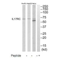 Western blot analysis of extracts from HeLa, HepG2 and HuvEc cells, using IL17RC antibody.
