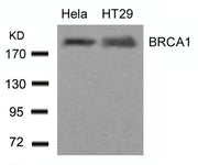 Western blot analysis of extracts from Hela and HT29 cells using BRCA1(Ab-1423) Antibody.