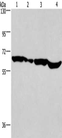 Gel: 10%SDS-PAGE, Lysate: 40 ug, Lane 1-4: Hela cells, mouse heart tissue, K562 cells, Jurkat cells, Primary antibody: CSB-PA186645(SOX18 Antibody) at dilution 1/650, Secondary antibody: Goat anti rabbit IgG at 1/8000 dilution, Exposure time: 1 mi...