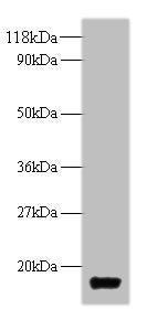 Western blot All lanes: trxA antibody at 2µg/ml + DH5α whole cell lysate Secondary Goat polyclonal to rabbit IgG at 1/10000 dilution Predicted band size: 12 kDa Observed band size: 12 kDa