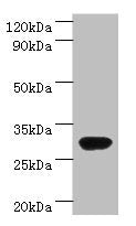 Western blot All lanes: rbsK antibody at 2µg/ml + DH5a whole cell lysate Secondary Goat polyclonal to rabbit IgG at 1/10000 dilution Predicted band size: 33 kDa Observed band size: 33 kDa