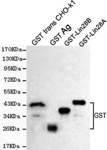Western blot detection of GST antibody in CHO-K1 transfected with GST cell lysate and GST recombinant protein fragmentsＵrified recombinant human GST-Lin28B & GST-Lin28A protein fragments expressed in E.coli,using GST antibody (1:10000 diluted).
