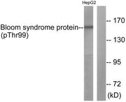 Western blot analysis of extracts from HepG2 cells using Bloom Syndrome Protein (Phospho-Thr99) Antibody.The lane on the right is treated with the antigen-specific peptide.
