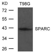 Western blot analysis of extract from T98G cells using SPARC Antibody