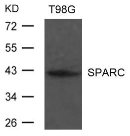 Western blot analysis of extract from T98G cells using SPARC Antibody