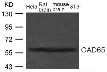 Western blot analysis of extract from Rat brain, Mouse brain tissue and Hela, 3T3 cells using GAD65(GAD2)) Antibody
