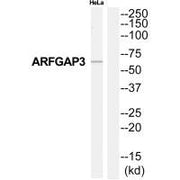 Western blot analysis of extracts from HeLa cells, using ARFGAP3 antibody.