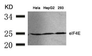 Western blot analysis of extracts from Hela, HepG2 and 293 cells using eIF4E(Ab-209) Antibody.