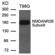 Western blot analysis of extract from T98G cells using NMDANR2B Subunit Antibody