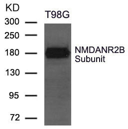 Western blot analysis of extract from T98G cells using NMDANR2B Subunit Antibody