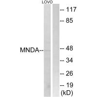 Western blot analysis of extracts from LOVO cells, using MNDA antibody.
