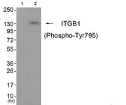 Western blot analysis of extracts from cos-7 cells (Lane 2), using ITGB1 (Phospho-Tyr795) Antibody. The lane on the left is treated with antigen-specific peptide.