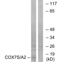 Western blot analysis of extracts from rat heart cells, using COX7S/A2 antibody.